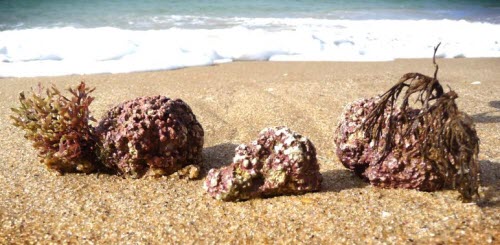 red marine algea on the ocean shore, rich in plant-based absorbable calcium