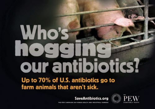 What’s for dinner – Antibiotics!