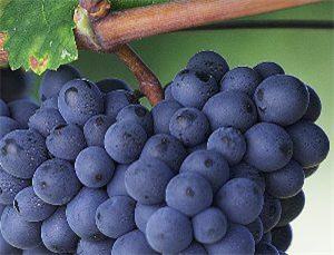 Can Red Wine Stop Aging?