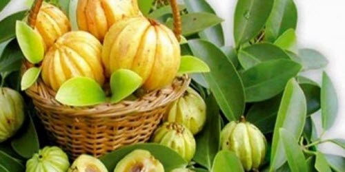 Garcinia - The Flat Tummy Fruit