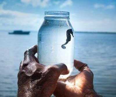 Pure Unadulterated Life - in a Jar 