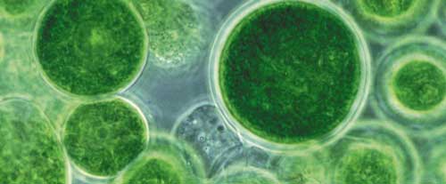 What is Marine Phyto-Plankton?