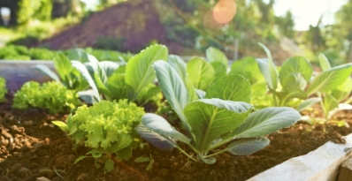 DIM: Nature’s Defender for Hormone Balance and Cellular Health